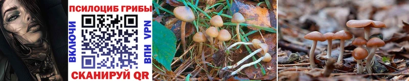 Галлюциногенные грибы Cubensis  Горячеводский 